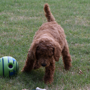 Poodle Puppy Maddie
