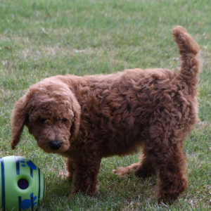 Poodle Puppy Maddie