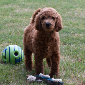 Poodle Puppy Maddie