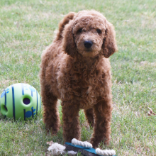 Poodle Puppy Maddie