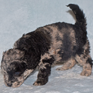 Labradoodle Puppy Pippa