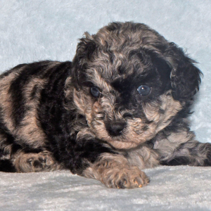 Labradoodle Puppy Pippa