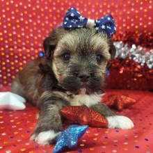 Havanese Puppy Lexa