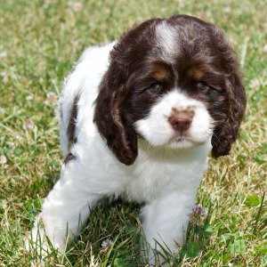 Cocker Spaniel Puppy Brice