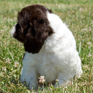 Cocker Spaniel Puppy Brice