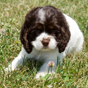 Cocker Spaniel Puppy Brice