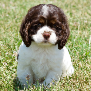 Cocker Spaniel Puppy Brice