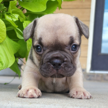 French Bulldog Puppy Audrey