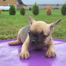 French Bulldog Puppy Audrey