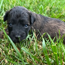 Labradoodle Puppy Eli
