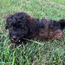 Labradoodle Puppy Eli