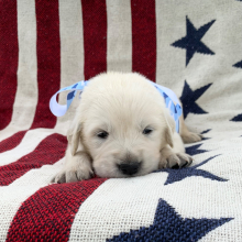 Golden Retriever Puppy Flashy
