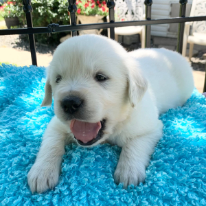 Golden Retriever Puppy Flashy