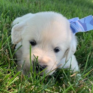 Golden Retriever Puppy Flashy