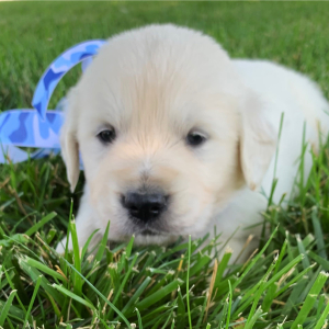 Golden Retriever Puppy Flashy