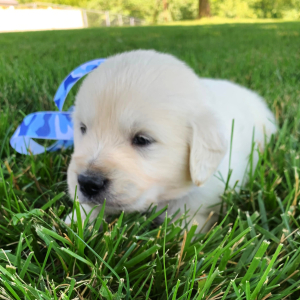 Golden Retriever Puppy Flashy