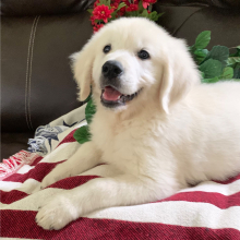Golden Retriever Puppy Flashy