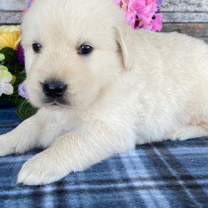 Golden Retriever Puppy Nolan