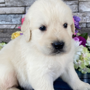 Golden Retriever Puppy Nolan