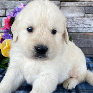 Golden Retriever Puppy Nolan