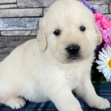 Golden Retriever Puppy Nolan