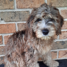 Sheepadoodle Puppy Stetson