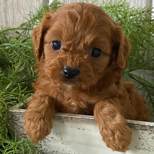 Cavapoo Puppy Kincaid