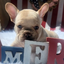 French Bulldog Puppy Gunner