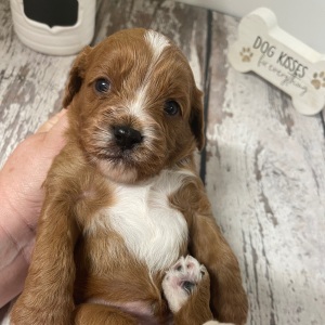 Cavapoo Puppy Lando