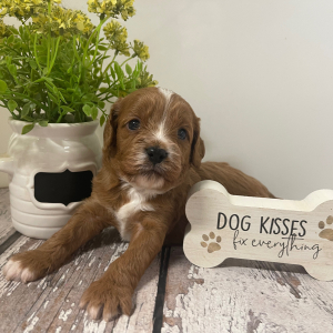 Cavapoo Puppy Lando