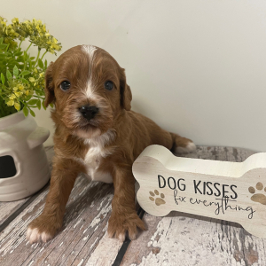 Cavapoo Puppy Lando