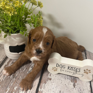 Cavapoo Puppy Lando