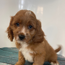 Cavapoo Puppy Lando