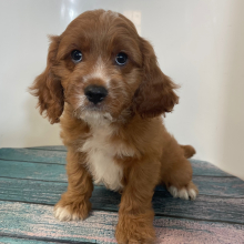Cavapoo Puppy Lando
