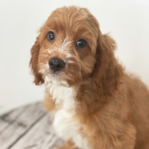Cavapoo Puppy Lando