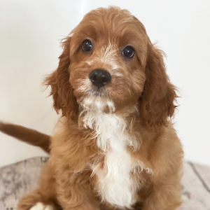 Cavapoo Puppy Lando