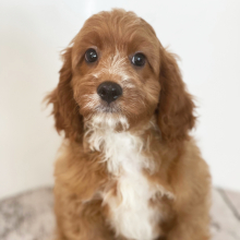 Cavapoo Puppy Lando