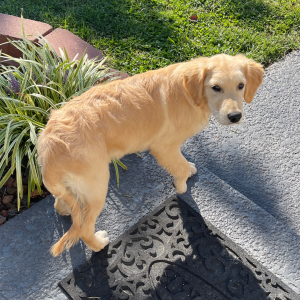 Golden Retriever Puppy Sadie