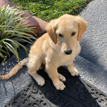 Golden Retriever Puppy Sadie