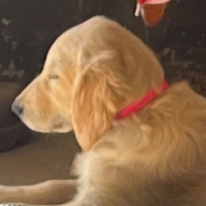 Golden Retriever Puppy Sadie