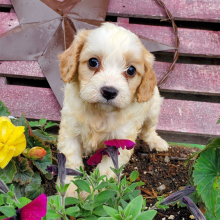 Cavapoo Puppy Teddy