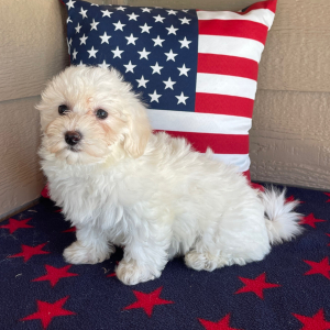 Havanese Puppy Clowey