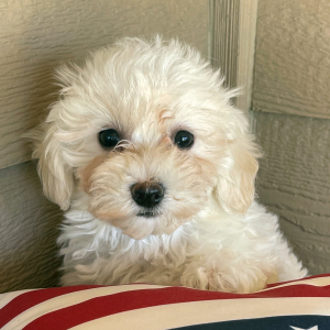 Havanese Puppy Clowey