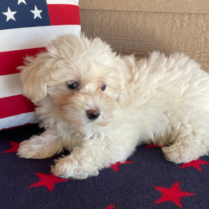 Havanese Puppy Clowey