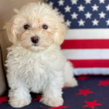 Havanese Puppy Clowey