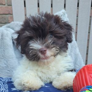 Havanese Puppy Rocco