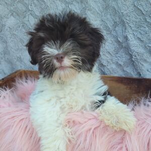 Havanese Puppy Rocco
