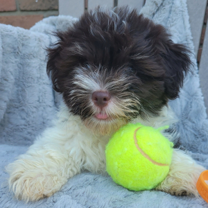 Havanese Puppy Rocco