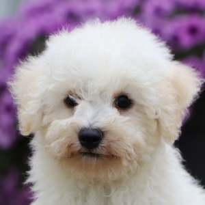 Bichonpoo Puppy Calvin