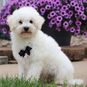 Bichonpoo Puppy Calvin